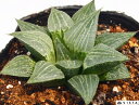 キングギドラ ハオルチア属 【ジュエルプランツ】多肉植物 9cmポット観葉植物 雑貨 おすすめ インテリア 暮らし ハオルシア haworthia サボテン 植物
