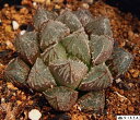 紫小町(ムラサキコマチ) ハオルチア属 【ジュエルプランツ】多肉植物 9cmポット観葉植物 雑貨 おすすめ インテリア 暮らし ハオルシア haworthia サボテン 植物