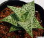 千代田姫(チヨダヒメ)アロエ属 多肉植物 9cmポット観葉植物 雑貨 おすすめ インテリア 暮らし 育て方 植物 種類 使い方 ケア