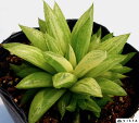 菊花の舞錦(キッカノマイニシキ) ハオルチア属 【ジュエルプランツ】多肉植物 9cmポット観葉植物 雑貨 おすすめ インテリア 暮らし ハオルシア haworthia サボテン 植物