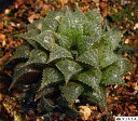 ムンチュ ハオルチア属 多肉植物 9cmポット観葉植物 雑貨 おすすめ インテリア 暮らし ハオルシア haworthia サボテン 植物
