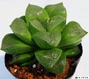 ビッグホーン ハオルチア属 多肉植物 9cmポット観葉植物 雑貨 おすすめ インテリア 暮らし ハオルシア haworthia サボテン 植物