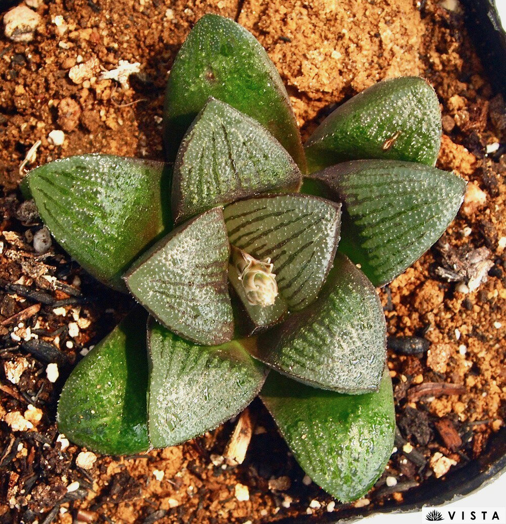 ブラックスパイ　ハオルチア属　多肉植物　9cmポット観葉植物 雑貨 おすすめ イン...