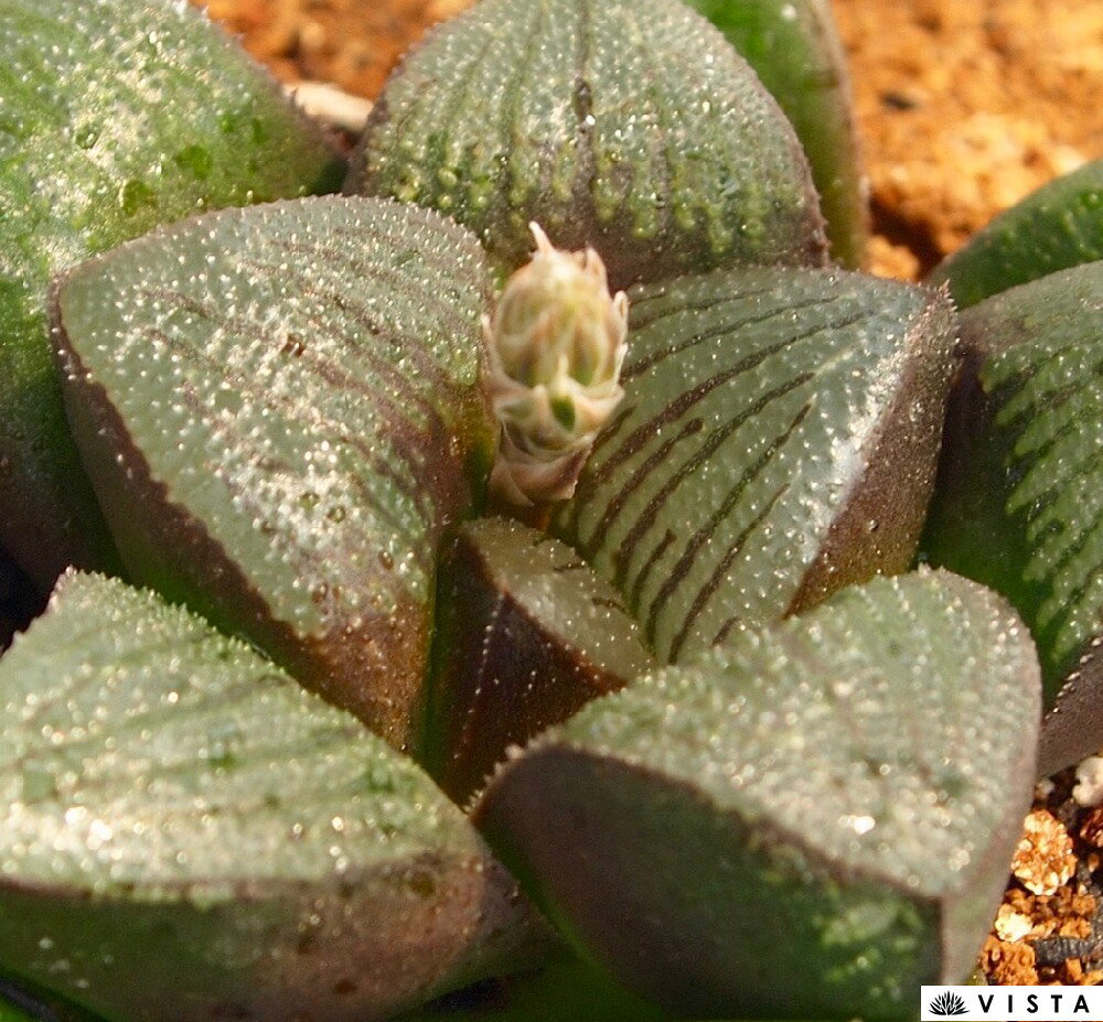 ブラックスパイ　ハオルチア属　多肉植物　9cmポット観葉植物 雑貨 おすすめ イン...