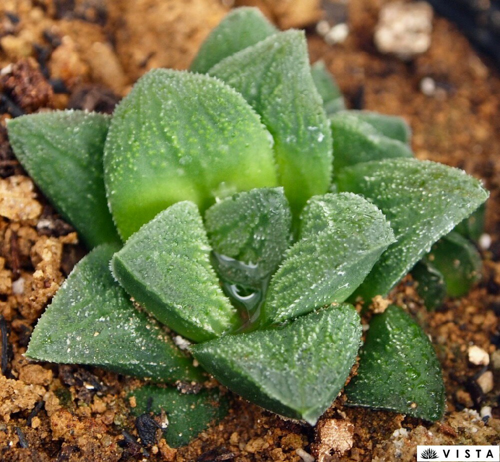 ԥϥ°¿ʪ9cmݥåȴտʪ   ƥꥢ 餷 ϥ륷 haworthia ܥƥ ...