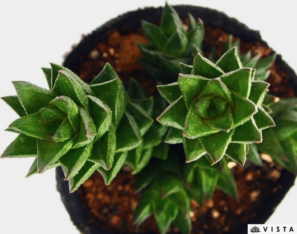 楽天市場 紫苑 シオン ハオルチア属 ジュエルプランツ 多肉植物 9cmポット観葉植物 雑貨 おすすめ インテリア 暮らし ハオルシア Haworthia サボテン 植物 多肉植物専門店 ビスタ