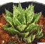 ワタリガニ ハオルチア属 多肉植物 9cmポット