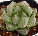 エンペラー ハオルチア属 【ジュエルプランツ】多肉植物 9cmポット観葉植物 雑貨 おすすめ インテリア 暮らし ハオルシア haworthia サボテン 植物