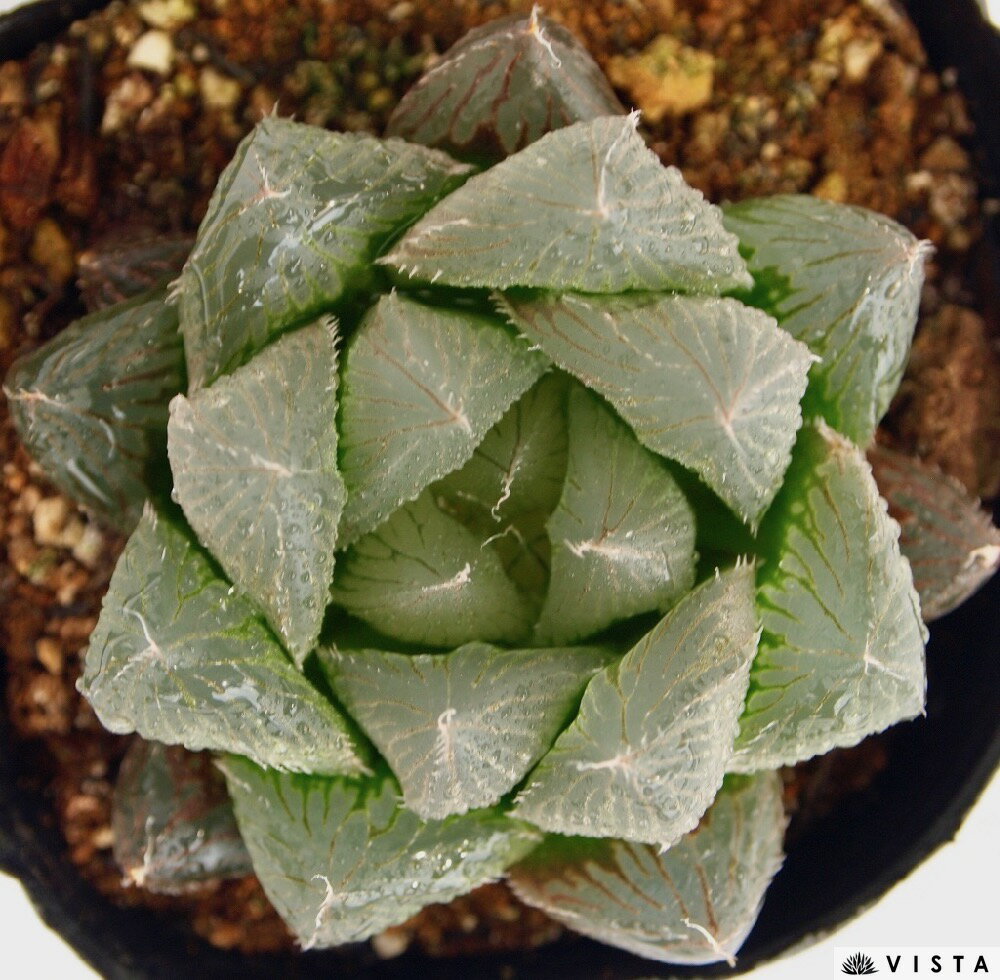 楽天市場 エンペラー ハオルチア属 ジュエルプランツ 多肉植物 9cmポット観葉植物 雑貨 おすすめ インテリア 暮らし ハオルシア Haworthia サボテン 植物 多肉植物専門店 ビスタ