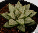 白雪(シラユキ) ハオルチア属【ジュエルプランツ】多肉植物 9cmポット観葉植物 雑貨 おすすめ インテリア 暮らし ハオルシア haworthia サボテン 植物