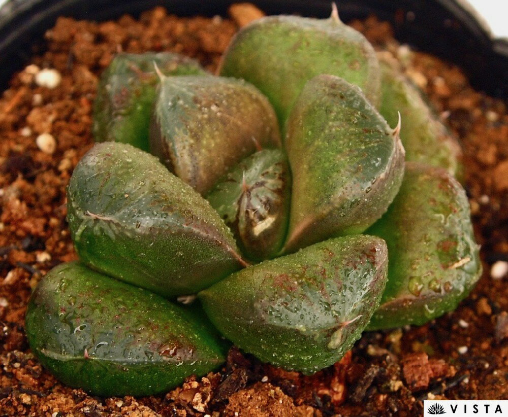 立田錦(タツタニシキ) ハオルチア属【ジュエルプランツ】 多肉植物 9cmポット観葉植物 雑貨 おすすめ インテリア 暮らし ハオルシア haworthia サボテン 植物