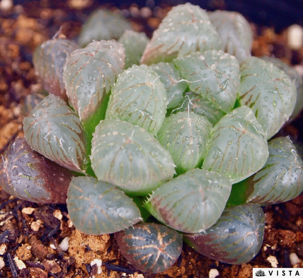 黒オブツーサ（クロオブツーサ）ハオルチア属【ジュエルプランツ】　多肉植物　9cmポット