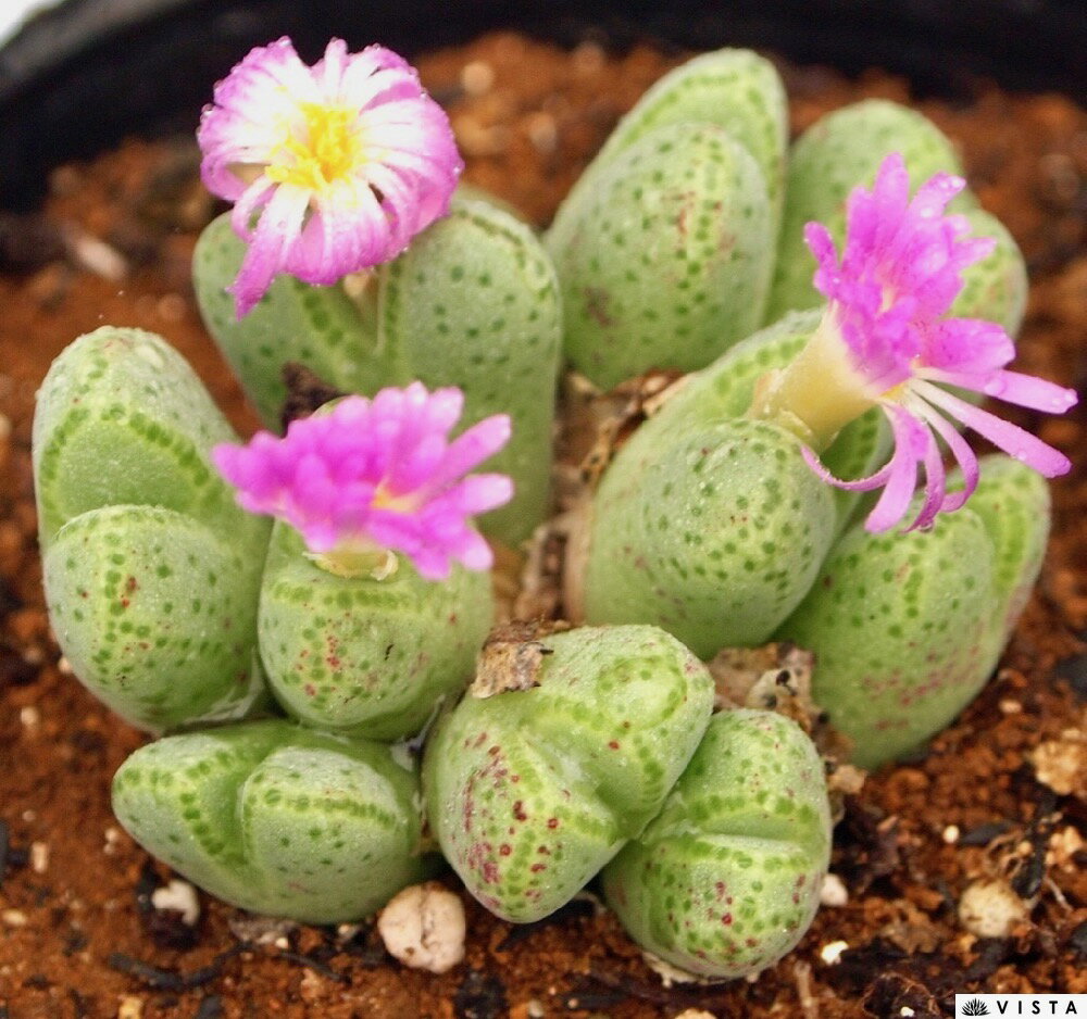 コノフィツム 植物図鑑