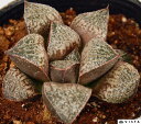 スプレンデンスハイブリット ハオルチア属 【ジュエルプランツ】多肉植物 9cmポット観葉植物 雑貨 おすすめ インテリア 暮らし ハオルシア haworthia サボテン 植物