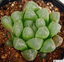 青水晶(アオスイショウ) ハオルチア属 【ジュエルプランツ】多肉植物 9cmポット観葉植物 雑貨 おすすめ インテリア 暮らし ハオルシア haworthia サボテン 植物