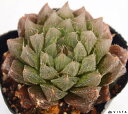 ルナ ハオルチア属 【ジュエルプランツ】多肉植物 9cmポット観葉植物 雑貨 おすすめ インテリア 暮らし ハオルシア haworthia サボテン 植物