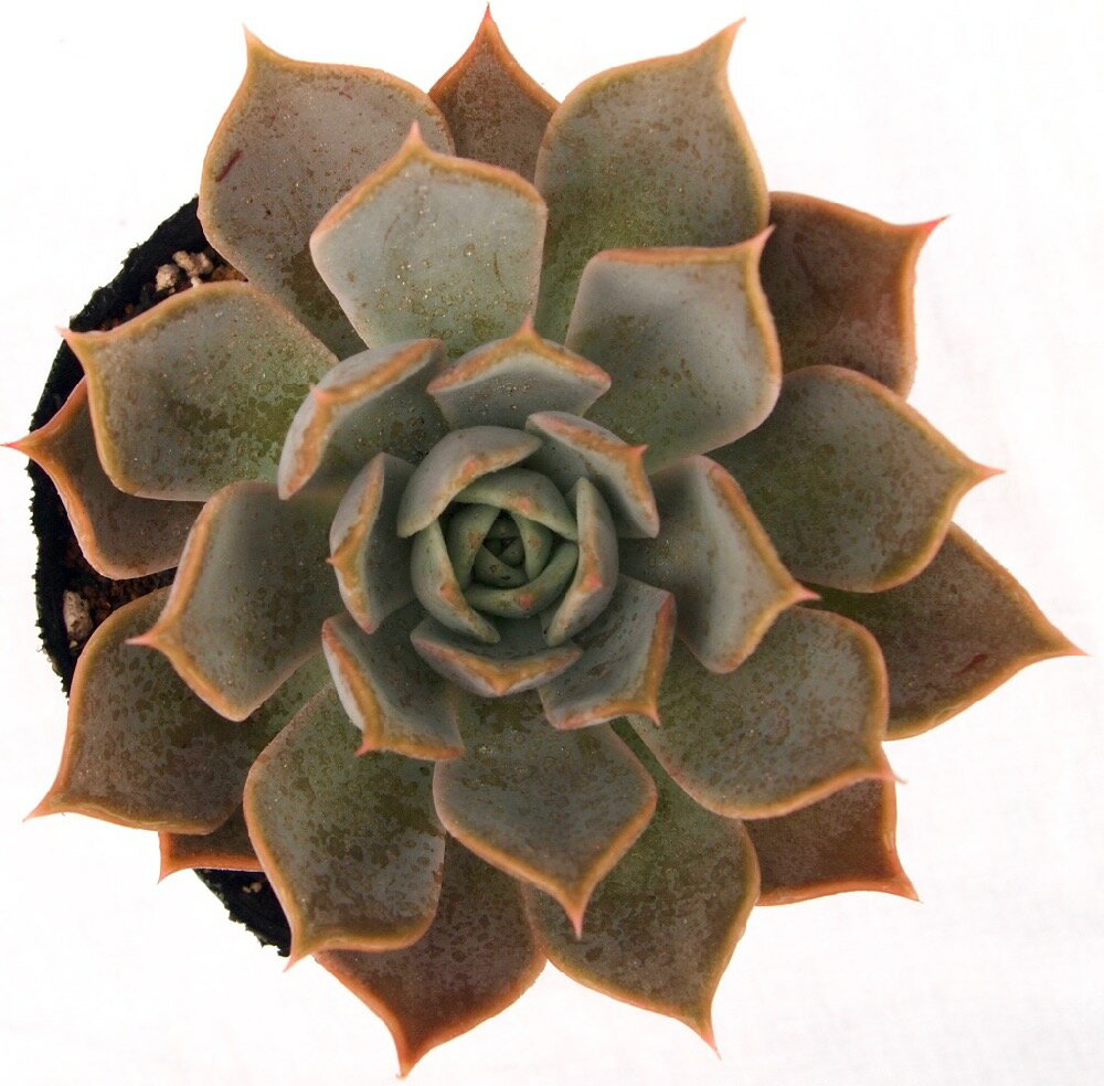 チェリークィーン　エケベリア属　多肉植物　9cmポット観葉植物 雑貨 おすすめ インテリア 暮らし 室内 植物 育て方 サボテン 多肉