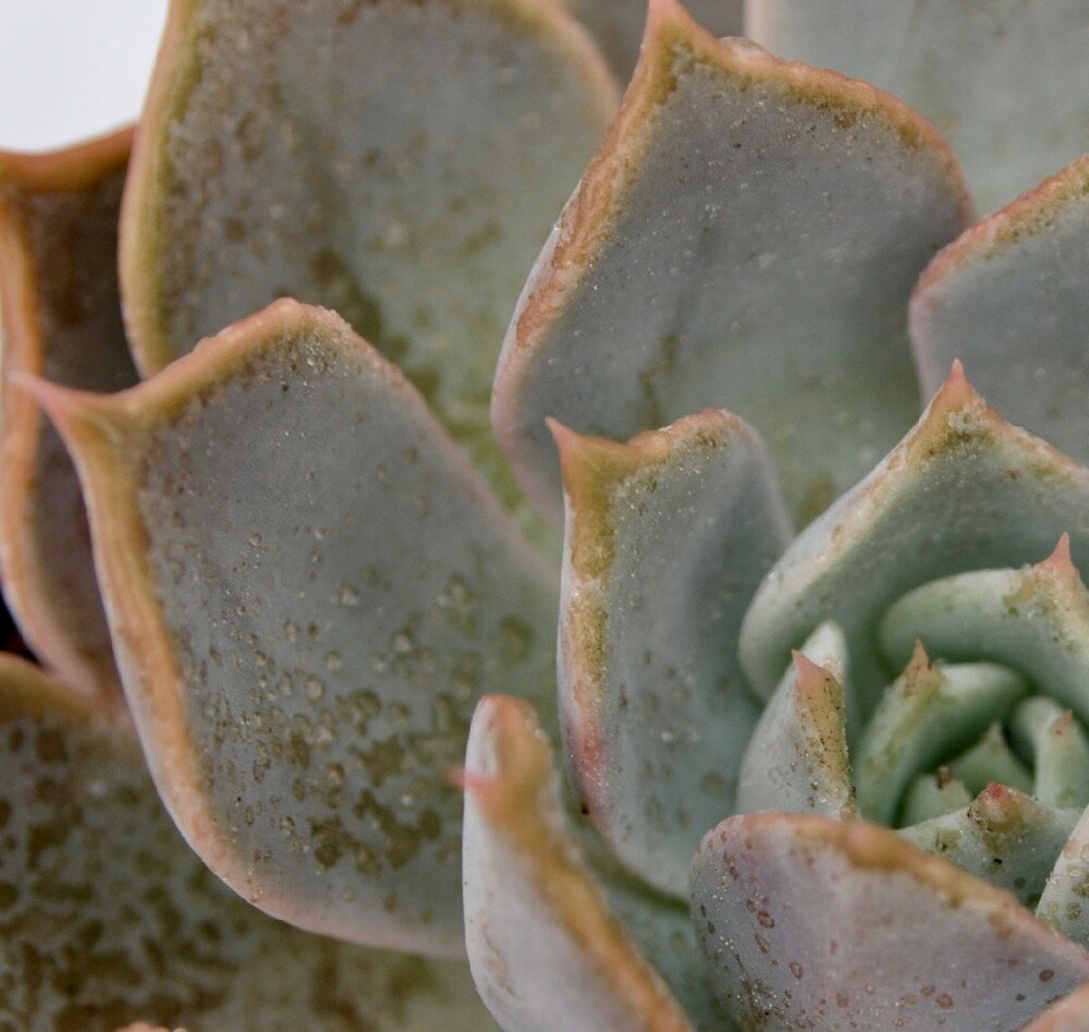 チェリークィーン　エケベリア属　多肉植物　9cmポット観葉植物 雑貨 おすすめ インテリア 暮らし 室内 植物 育て方 サボテン 多肉