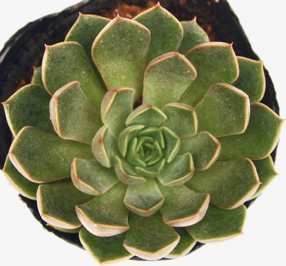 ルシダムロマン　エケベリア属　多肉植物　9cmポット観葉植物 雑貨 おすすめ インテリア 暮らし 室内 植物  育て方 サボテン 多肉