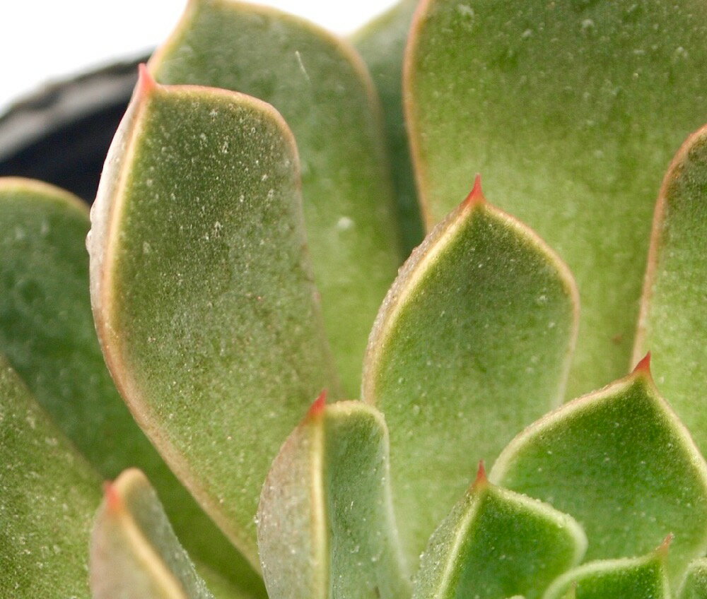 ルシダムロマン　エケベリア属　多肉植物　9cmポット観葉植物 雑貨 おすすめ インテリア 暮らし 室内 植物  育て方 サボテン 多肉