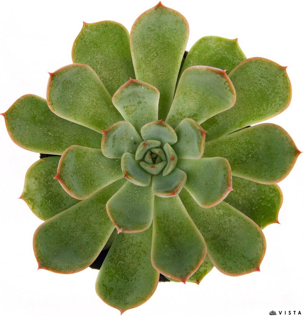 白雪姫（シラユキヒメ）　エケベリア属　多肉植物　9cmポット観葉植物 雑貨 おすすめ インテリア 暮らし 室内 植物 育て方 サボテン 多肉