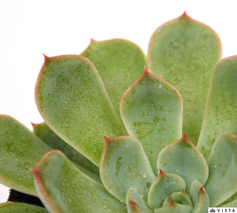 白雪姫（シラユキヒメ）　エケベリア属　多肉植物　9cmポット観葉植物 雑貨 おすすめ インテリア 暮らし 室内 植物 育て方 サボテン 多肉