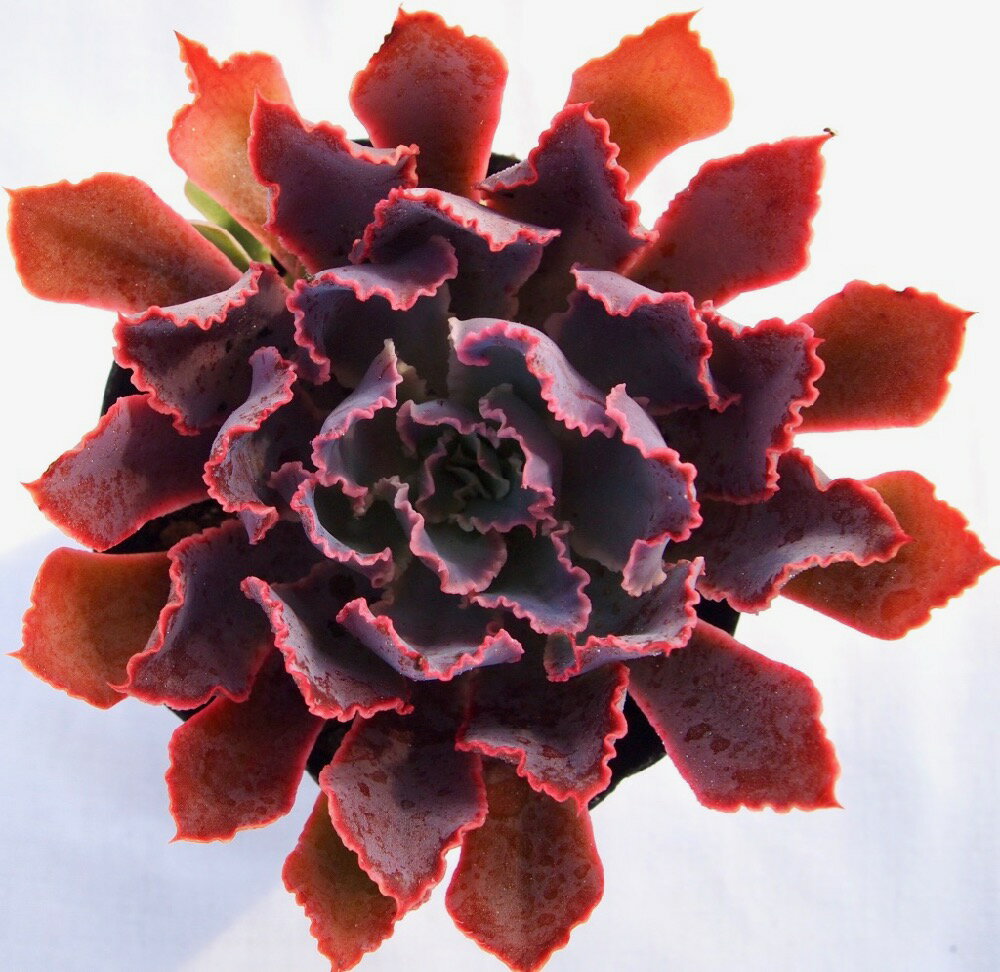 ネオンブレイカー　エケベリア属　多肉植物　9cmポット観葉植物 雑貨 おすすめ インテリア 暮らし 室内 植物 育て方 サボテン 多肉