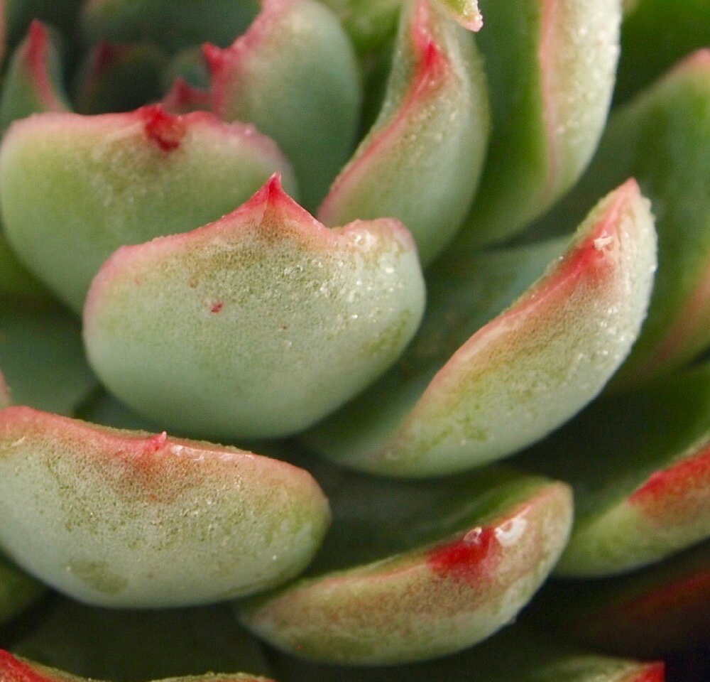 アラン　エケベリア属　多肉植物　9cmポット観葉植物 雑貨 おすすめ インテリア 暮らし 室内 植物 育て方 サボテン 多肉