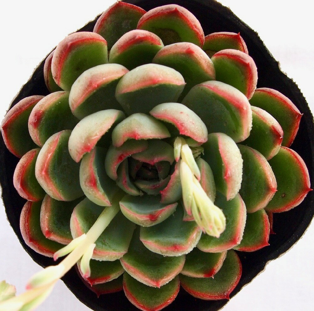 アラン　エケベリア属　多肉植物　9cmポット観葉植物 雑貨 おすすめ インテリア 暮らし 室内 植物 育て方 サボテン 多肉