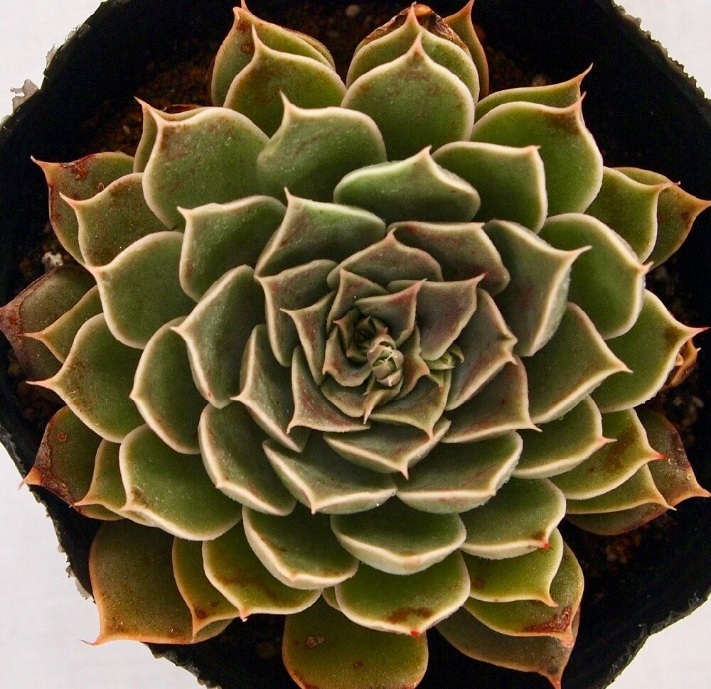 アンティーク　エケベリア属　多肉植物　9cmポット観葉植物 雑貨 おすすめ インテリア 暮らし 室内 植物 育て方 サボテン 多肉