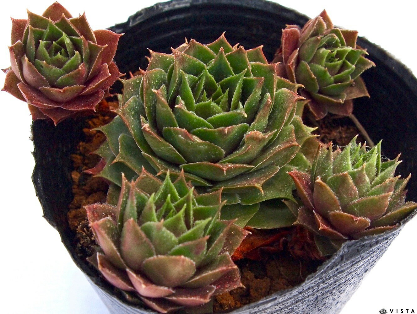 紫雲盃（ムラサキクモハイ）　センペルビウム属　多肉植物　9cmポット観葉植物 雑貨 おすすめ インテリア 暮らし 地植え 鉢植え 子株 寒さ 紅葉