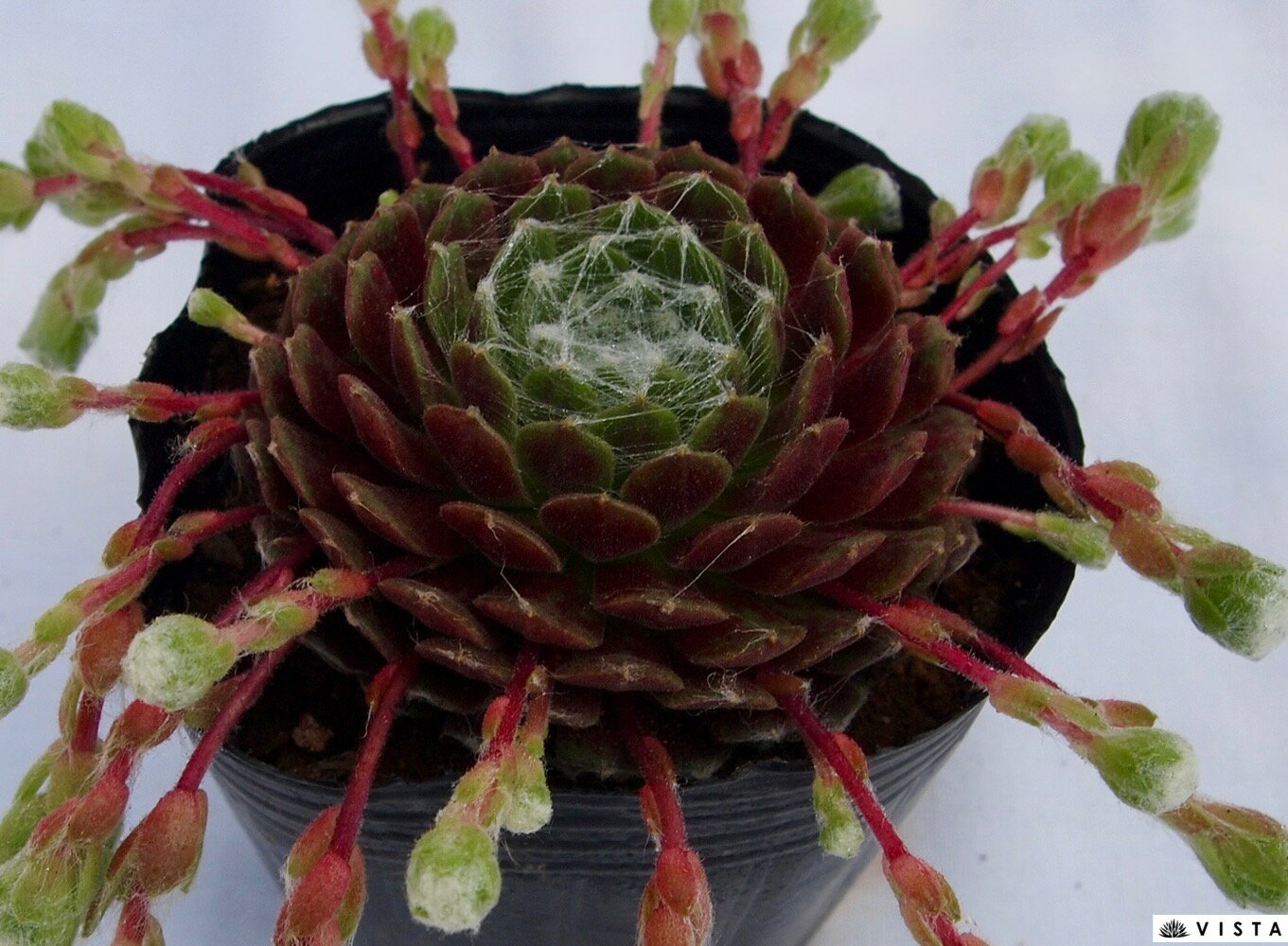 ガゼル　センペルビウム属　多肉植物　9cmポット観葉植物 雑貨 おすすめ インテリア 暮らし 地植え 鉢植え 子株 寒さ 紅葉のサムネイル