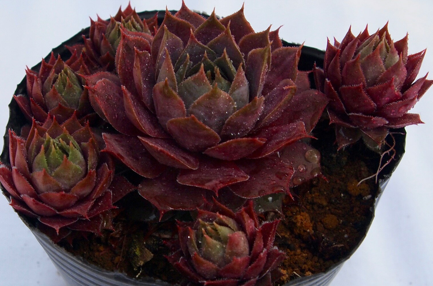 Rakuten - コルンストーン　センペルビウム属　多肉植物　9cmポット観葉植物 雑貨 おすすめ インテリア 暮らし 地植え 鉢植え 子株 寒さ 紅葉