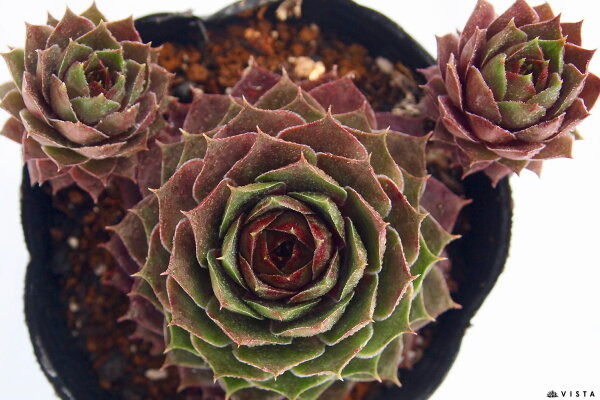 楽天市場 アロールベンス センペルビウム属 多肉植物 9cmポット観葉植物 雑貨 おすすめ インテリア 暮らし 160 地植え 鉢植え 子株 寒さ 紅葉 多肉植物専門店 ビスタ 楽天市場 アロールベンス センペルビウム属 多肉植物 9cmポット観葉植物 雑貨 おすすめ インテリア 暮らし 160 地植え 鉢植え 子株 寒さ 紅葉 多肉植物専門店 ビスタ