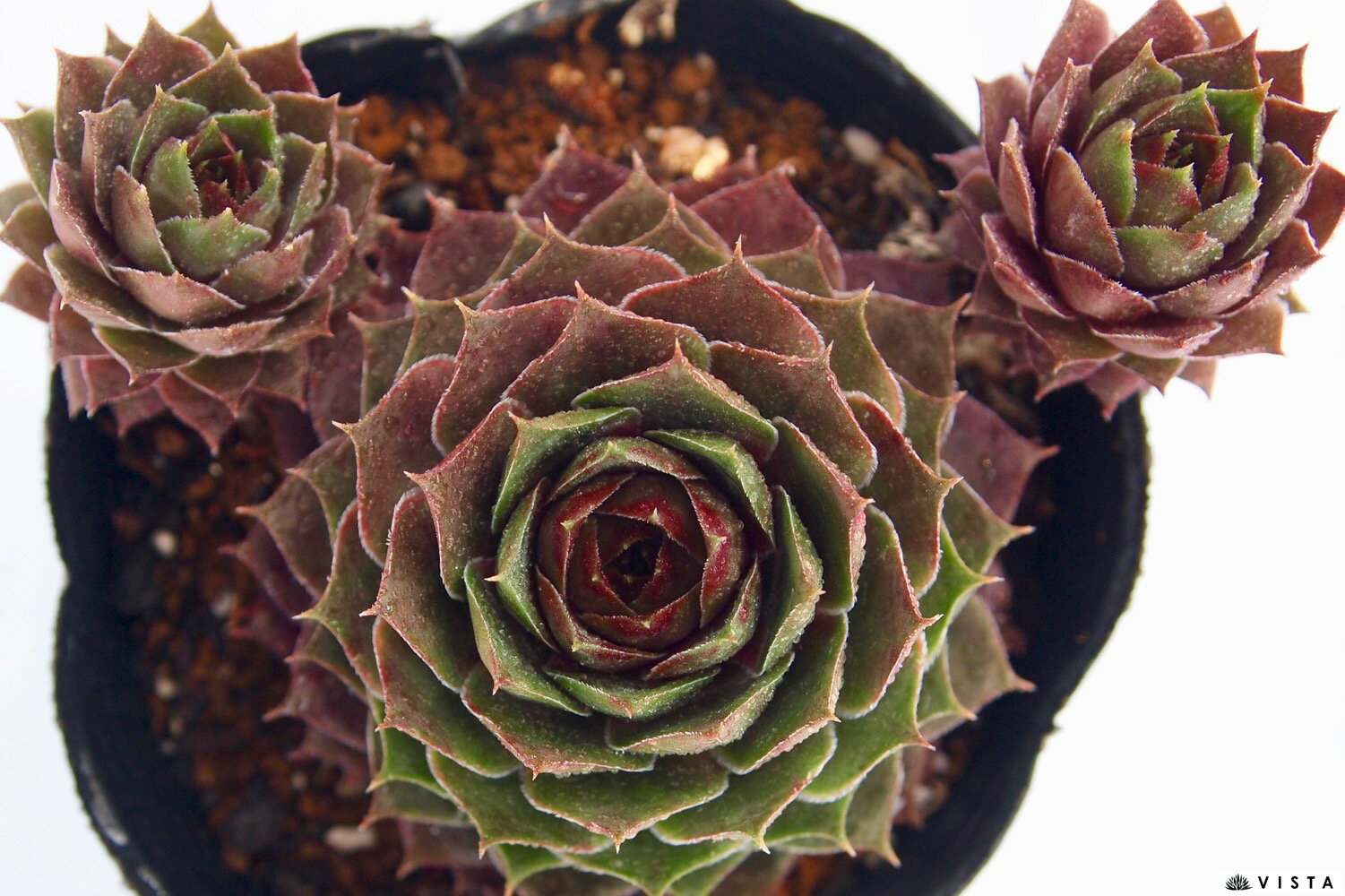 楽天市場 アロールベンス センペルビウム属 多肉植物 9cmポット観葉植物 雑貨 おすすめ インテリア 暮らし 160 地植え 鉢植え 子株 寒さ 紅葉 多肉植物専門店 ビスタ