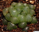 イクラ ハオルチア属 多肉植物 9cmポット観葉植物 雑貨 おすすめ インテリア 暮らし ハオルシア haworthia サボテン 植物