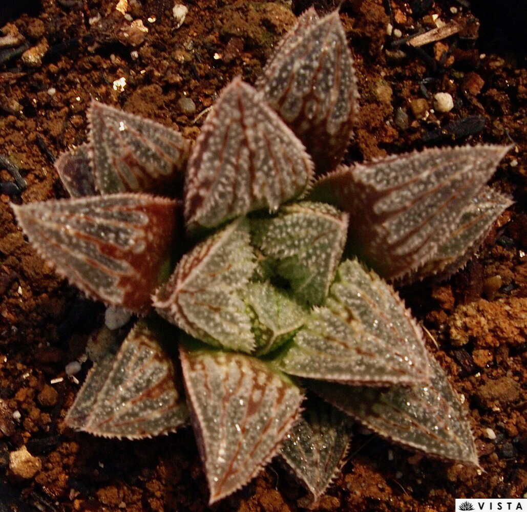 白青城（ハクセイジョウ）　ハオルチア属　多肉植物　9cmポット観葉植物 雑貨 おす...