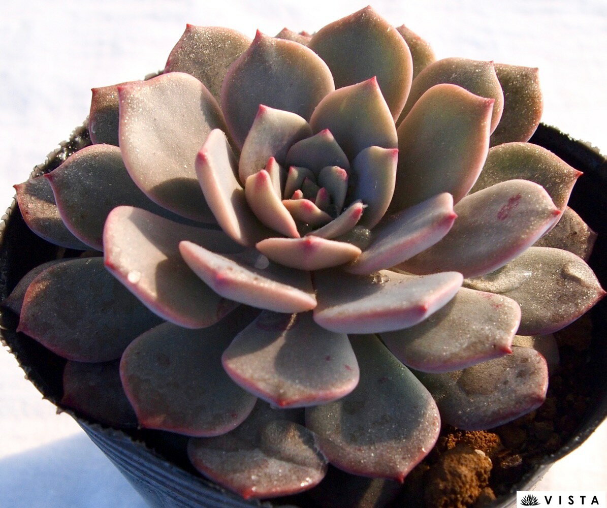 モゼラ エケベリア属 多肉植物 9cmポット観葉植物 雑貨 おすすめ インテリア 暮らし 室内 植物 育て方 サボテン 多肉