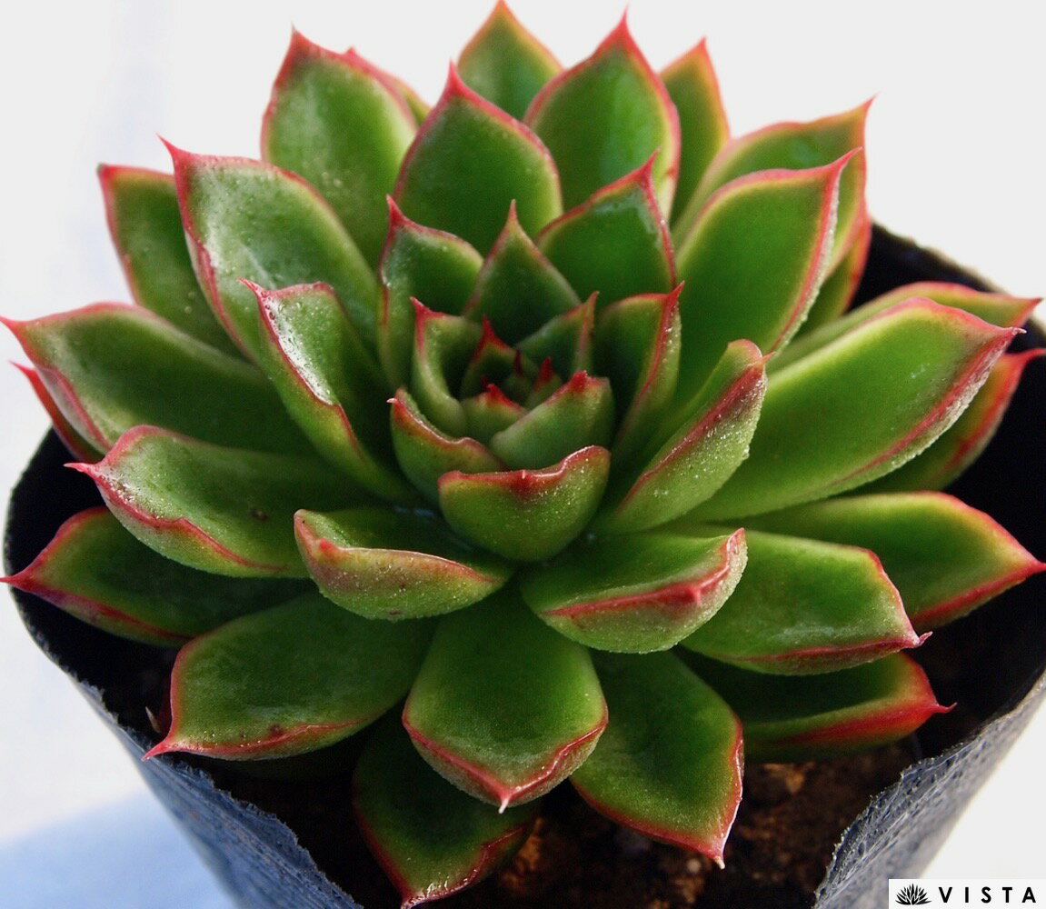 Rakuten - オセイン エケベリア属　多肉植物　9cmポット観葉植物 雑貨 おすすめ インテリア 暮らし 室内 植物 育て方 サボテン 多肉