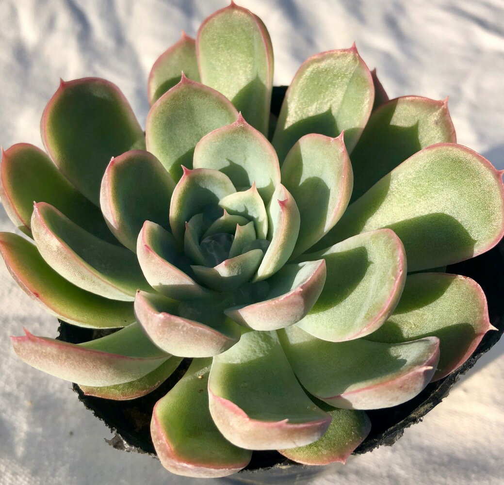 チェリーブロッサム エケベリア属　多肉植物　9cmポット観葉植物 雑貨 おすすめ インテリア 暮らし 室内 植物 育て方 サボテン 多肉