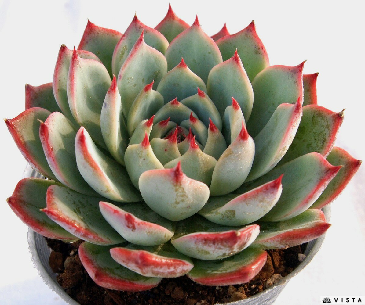 桃太郎（モモタロウ）【デラックス多肉】エケベリア属　多肉植物　10.5cmポット観葉植物 雑貨 おすすめ インテリア 暮らし 室内 植物 育て方 サボテン 多肉のサムネイル