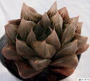 Gy[yfbNXznI`A@yWGvczA@10.5cm|bgϗtA G  CeA 炵 nIVA haworthia T{e A