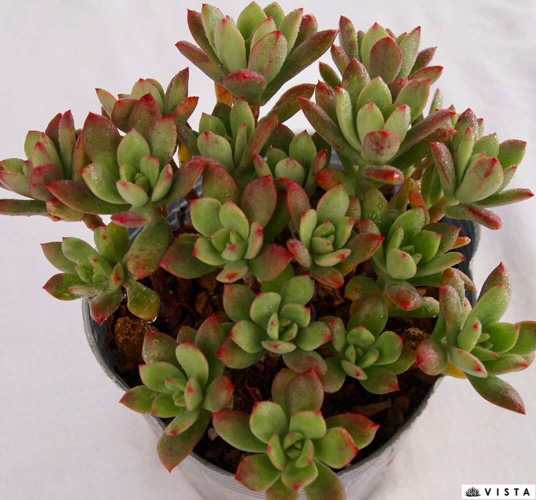 ミニベル【デラックス多肉】エケベリア属　多肉植物　10.5cmポット観葉植物 雑貨 おすすめ インテリア 暮らし 室内 植物 育て方 サボテン 多肉のサムネイル