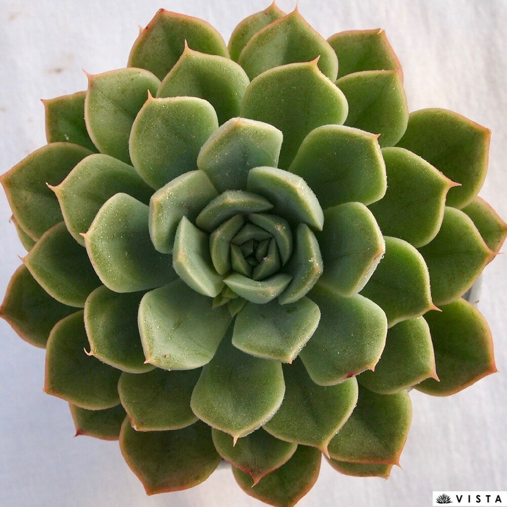 アルフレッド【デラックス多肉】エケベリア属　多肉植物　10.5cmポット観葉植物 雑貨 おすすめ インテリア 暮らし 室内 植物 育て方 サボテン 多肉