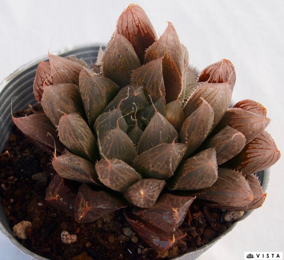 ブルーレンズ【デラックス多肉】【ジュエルプランツ】ハオルチア属　多肉植物　10.5cmポット観葉植物 雑貨 おすすめ インテリア 暮らし ハオルシア haworthia サボテン 植物