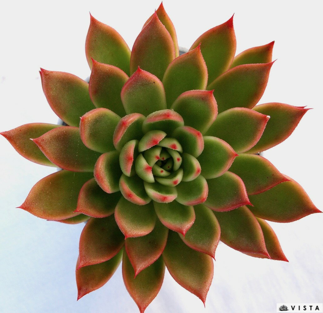 レッドネリー【デラックス多肉】エケベリア属　多肉植物　10.5cmポット観葉植物 雑貨 おすすめ インテリア 暮らし 室内 植物 育て方 サボテン 多肉