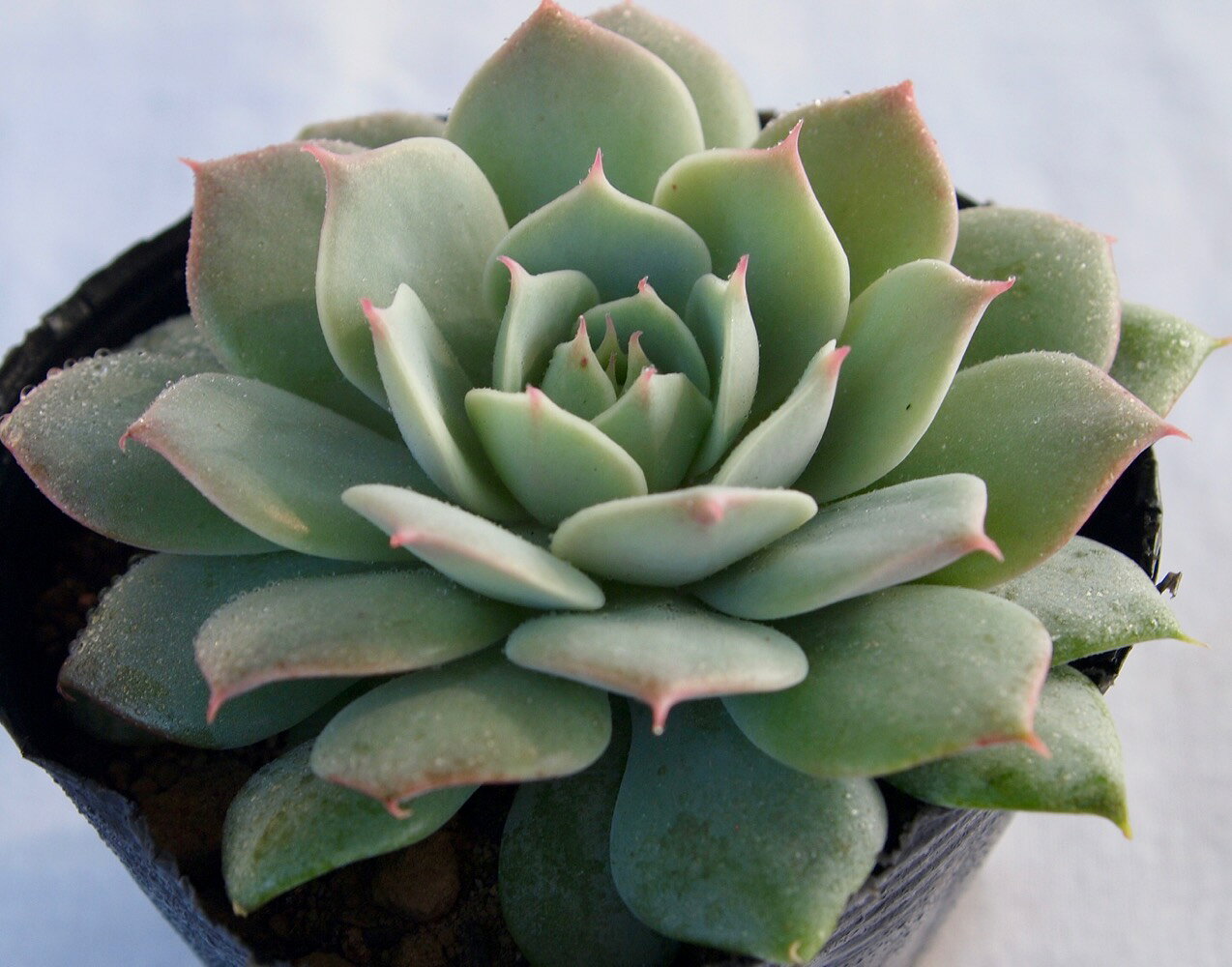 【学名】Echeveria ‘Ruzz’ 【原産地】メキシコ、アメリカ南部、南米北部 【特徴】明るいグリーンの葉は艶があり、気品を感じさせます。 【サイズ】9cmポット