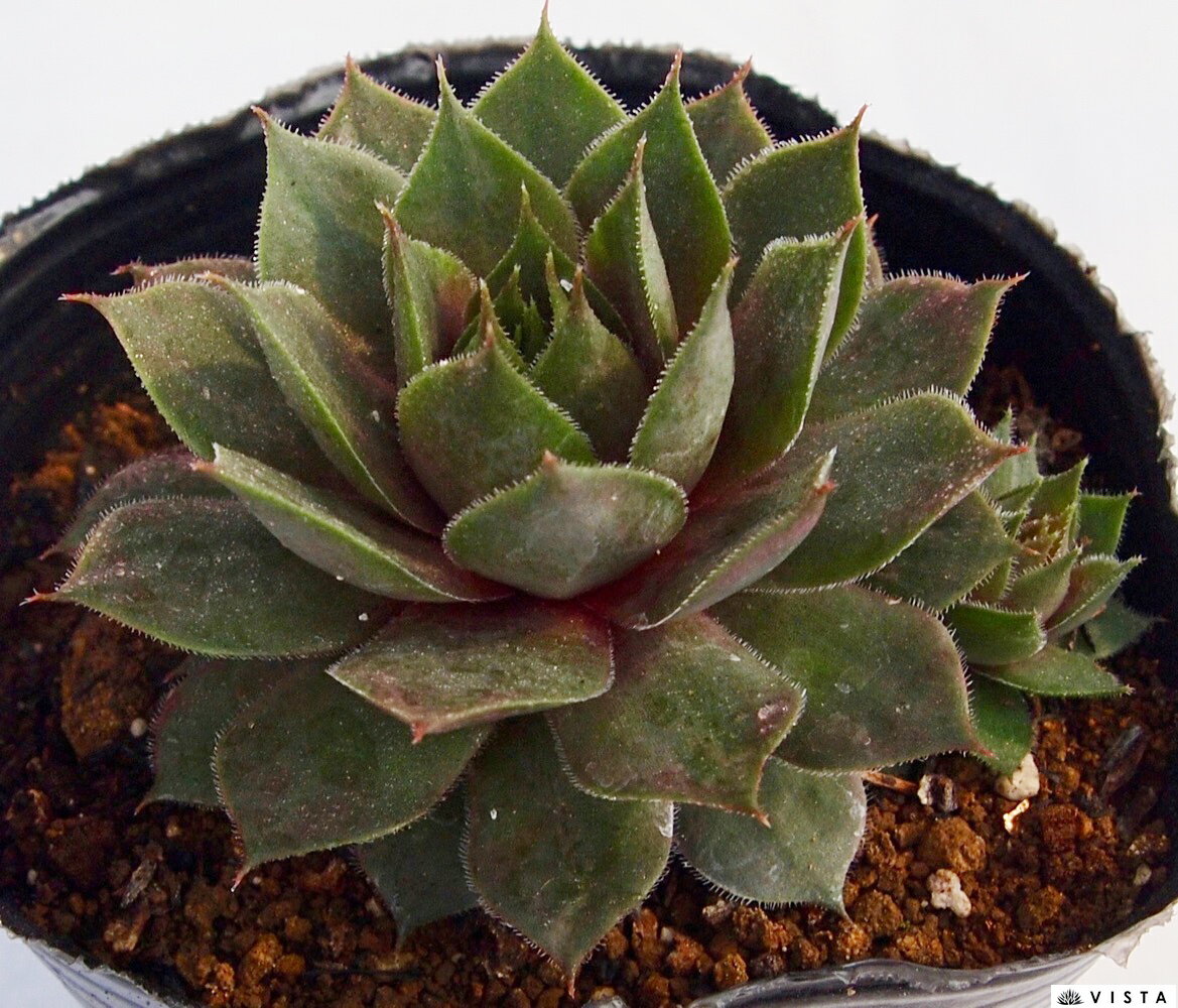 Rakuten - 笑牡丹（ショウボタン）　センペルビウム属　多肉植物　9cmポット観葉植物 雑貨 おすすめ インテリア 暮らし 地植え 鉢植え 子株 寒さ 紅葉