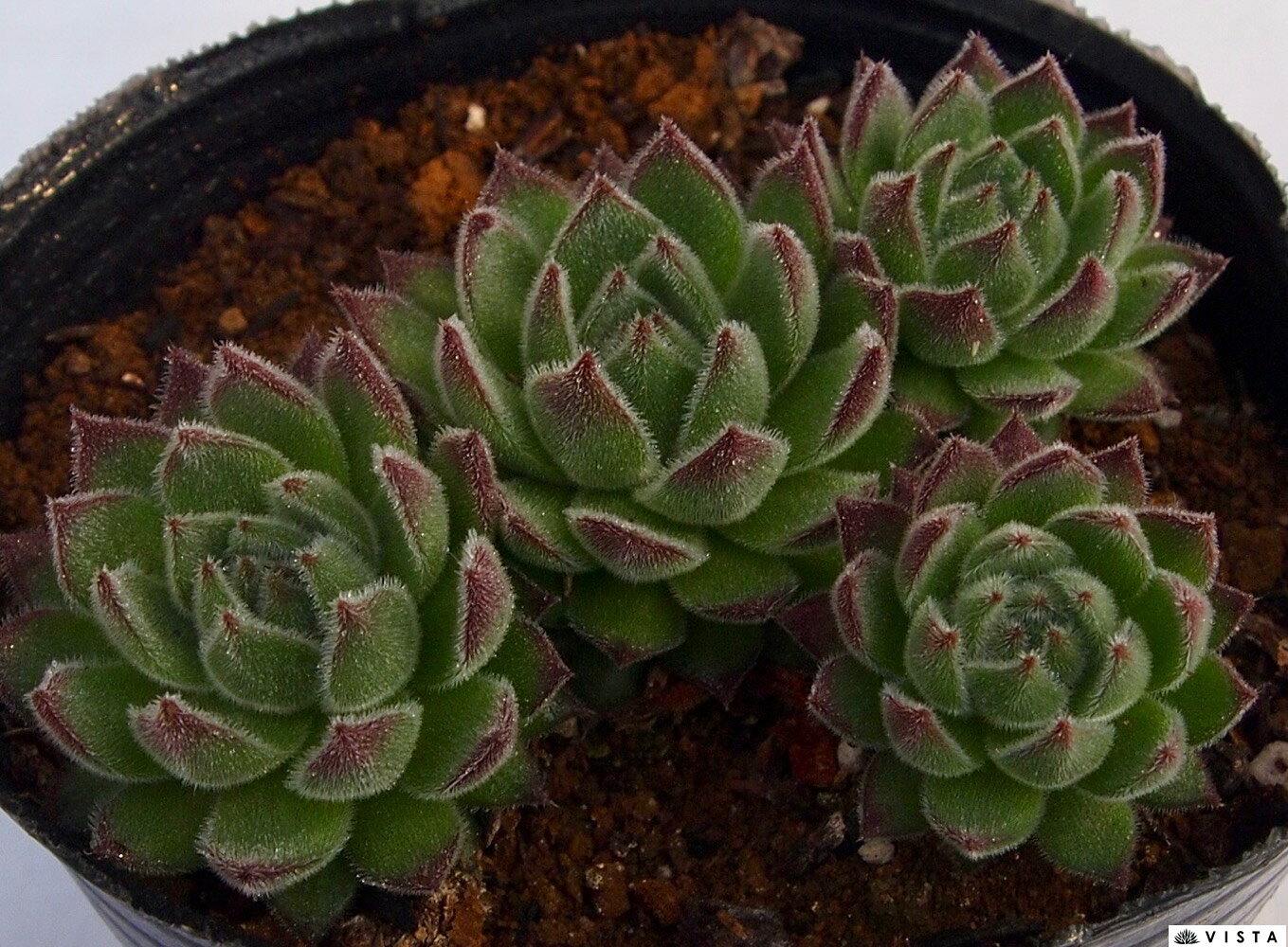 Other - ヴェンディ　センペルビウム属　多肉植物　9cmポット観葉植物 雑貨 おすすめ インテリア 暮らし 地植え 鉢植え 子株 寒さ 紅葉
