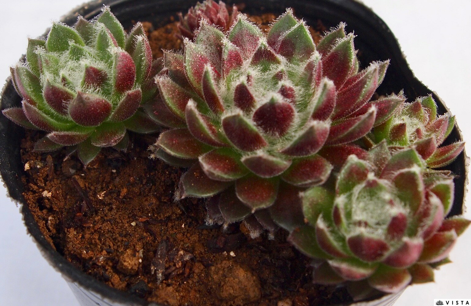 楽天市場】センペルビウム 多肉植物の通販
